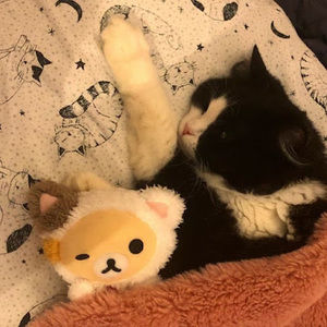 Meet your Posher, Koos